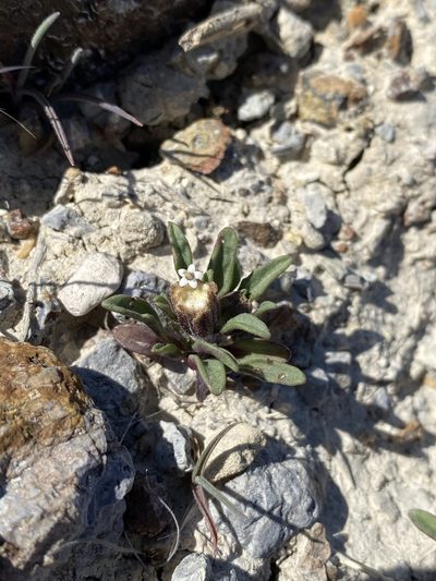 Chaenactis cusickii, photographed by Matt Berger