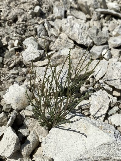 Astragalus sterilis, photographed by Matt Berger