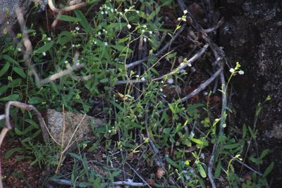 Heliophila amplexicaulis, photographed by Tony Rebelo