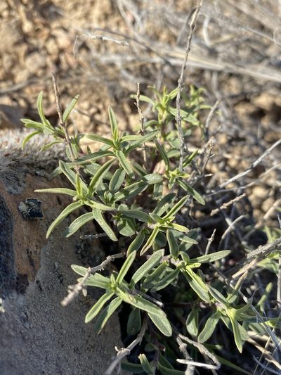 Monardella angustifolia, photographed by Matt Berger