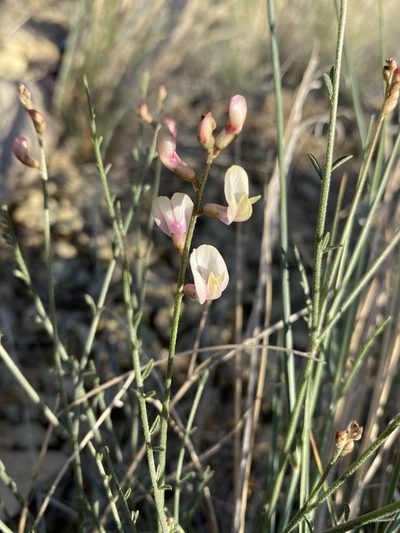 Astragalus sterilis, photographed by Matt Berger
