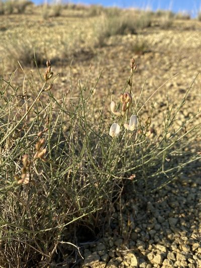 Astragalus sterilis, photographed by Matt Berger