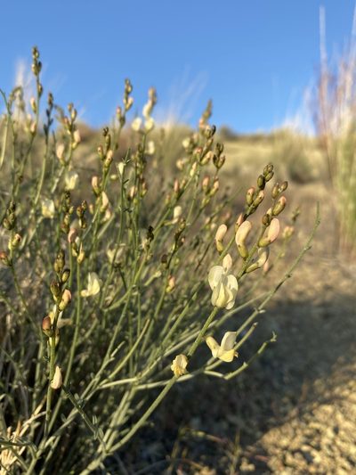 Astragalus sterilis, photographed by Matt Berger