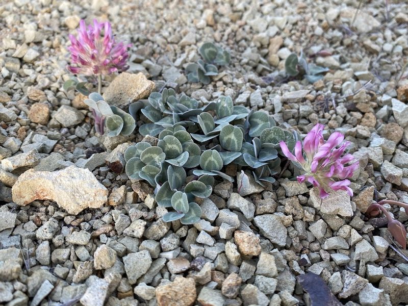 Trifolium owyheense, photographed by Matt Berger