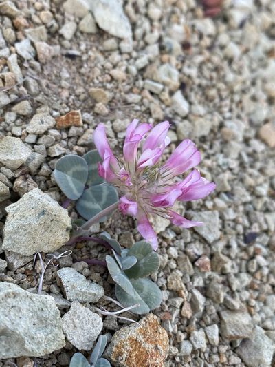 Trifolium owyheense, photographed by Matt Berger