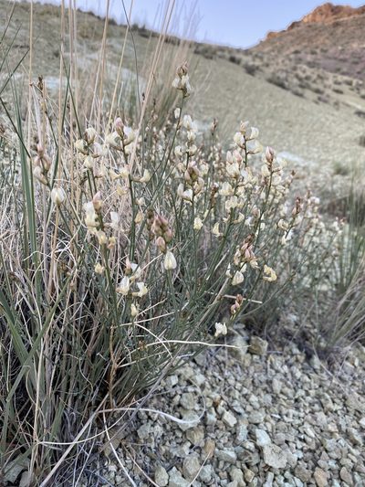 Astragalus sterilis, photographed by Matt Berger