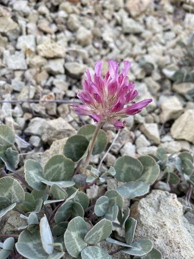 Trifolium owyheense, photographed by Matt Berger