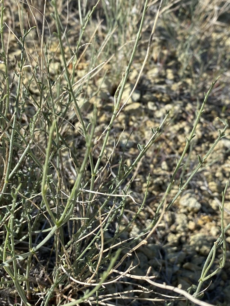 Astragalus sterilis, photographed by Matt Berger