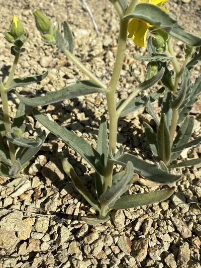 Mentzelia packardiae, photographed by Matt Berger