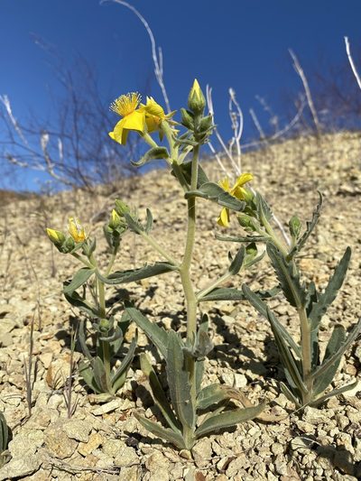 Mentzelia packardiae, photographed by Matt Berger