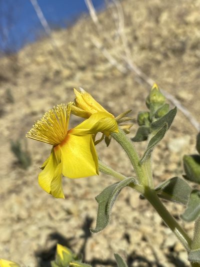 Mentzelia packardiae, photographed by Matt Berger