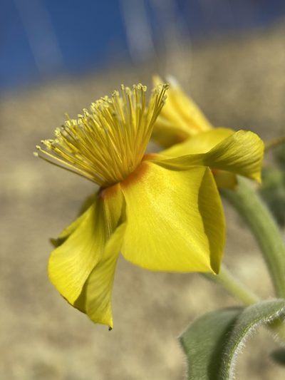 Mentzelia packardiae, photographed by Matt Berger