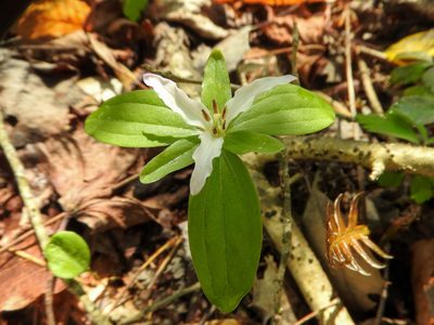 Trillium pusillum, photographed by Tom Field