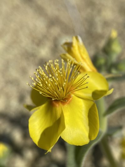 Mentzelia packardiae, photographed by Matt Berger