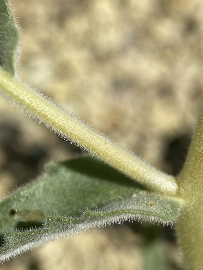 Mentzelia packardiae, photographed by Matt Berger