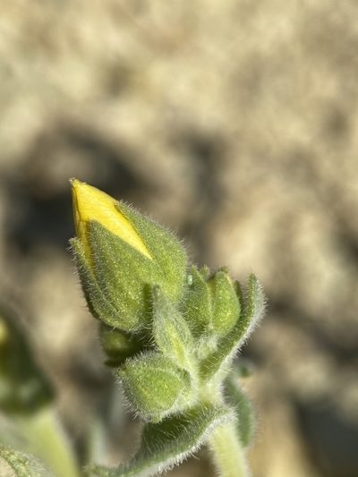 Mentzelia packardiae, photographed by Matt Berger