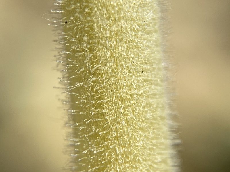 Mentzelia packardiae, photographed by Matt Berger