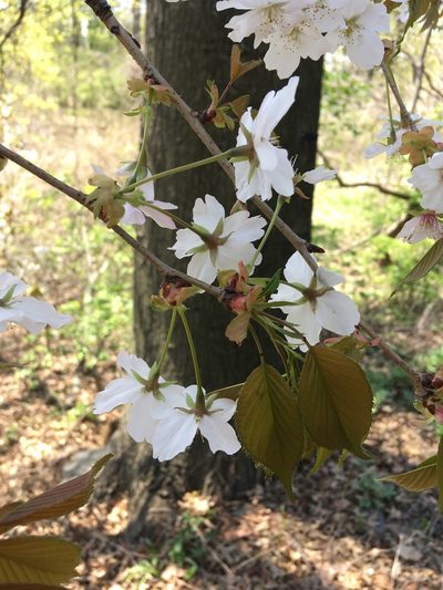 Prunus speciosa, photographed by Daniel Atha
