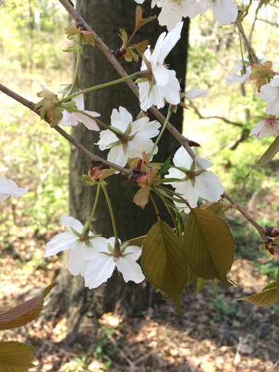 Prunus speciosa, photographed by Daniel Atha