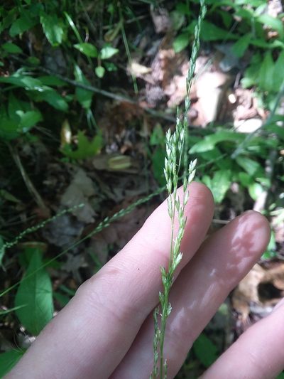 Sphenopholis nitida, photographed by Will McFarland