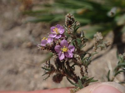 Spergularia macrotheca, photographed by Trevor Van Loon