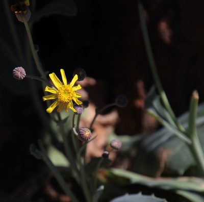Othonna macrophylla, photographed by Tony Rebelo