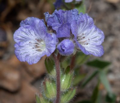 Phacelia divaricata, photographed by Don Loarie