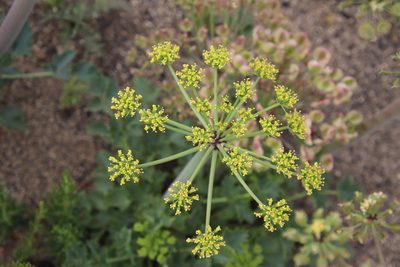 Lomatium lucidum, photographed by Millie Basden