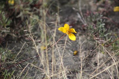 Bidens triplinervia, photographed by GERMAN LEONEL SARMIENTO CRUZ