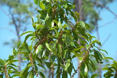 Sideroxylon salicifolium, photographed by Robert Webster
