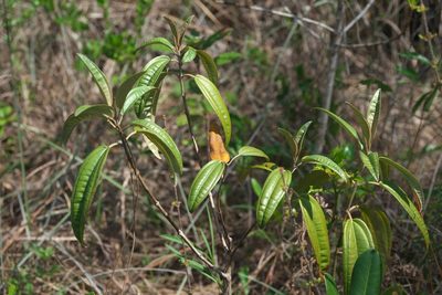 Miconia bicolor, photographed by Robert Webster