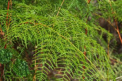 Pteridium caudatum, photographed by Robert Webster