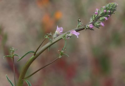 Sairocarpus coulterianus, photographed by Millie Basden