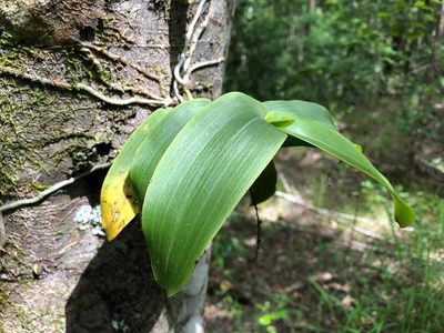 Peristeranthus hillii, photographed by Greg Tasney