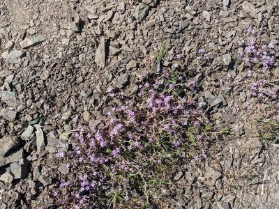 Claytonia gypsophiloides, photographed by joergmlpts