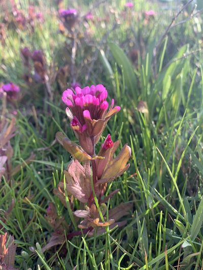Castilleja ambigua, photographed by parkerd