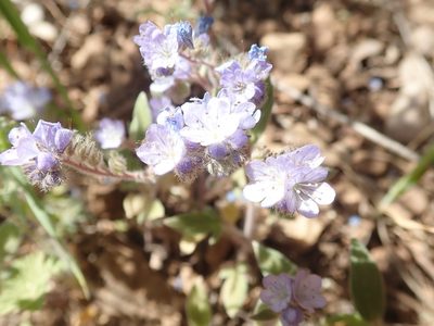 Phacelia breweri, photographed by joergmlpts