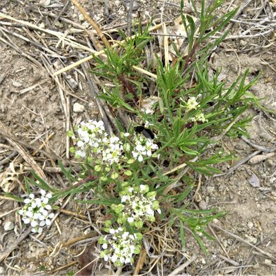 Lepidium alyssoides, photographed by Annika Lindqvist