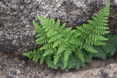 Myriopteris clevelandii, photographed by Millie Basden