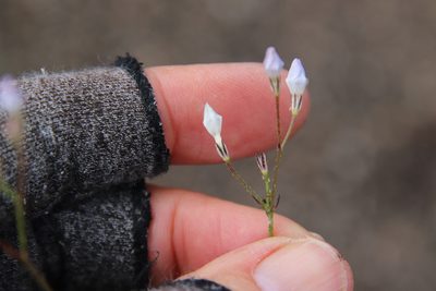Saltugilia australis, photographed by Millie Basden