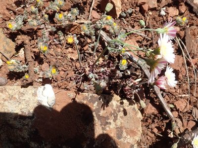 Malacothrix floccifera, photographed by joergmlpts
