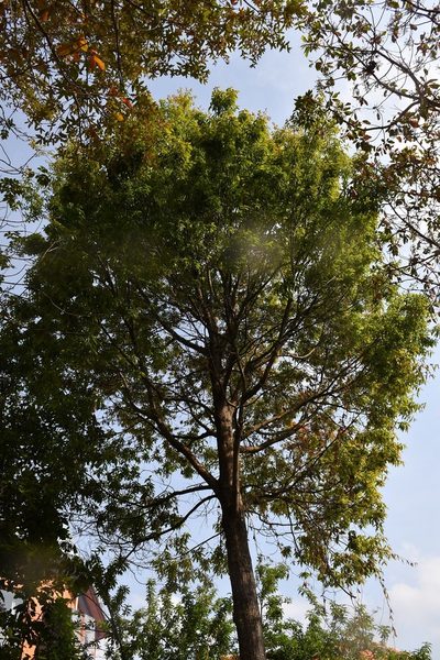 Quercus acatenangensis, photographed by Neptalí Ramírez Marcial