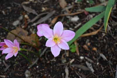 Zephyranthes brevipes, photographed by Neptalí Ramírez Marcial