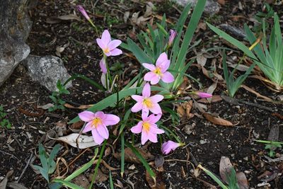 Zephyranthes brevipes, photographed by Neptalí Ramírez Marcial