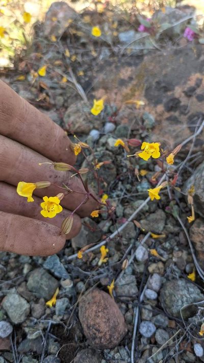 Erythranthe nudata, photographed by Trevor Van Loon