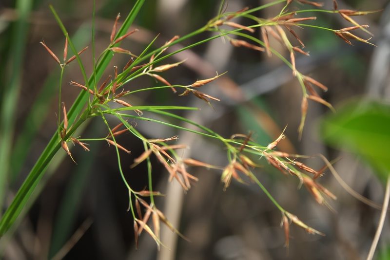 Rhynchospora inundata, photographed by Robert Webster
