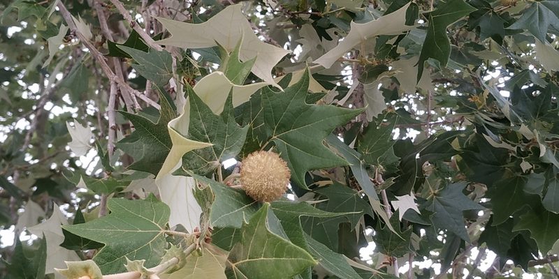 Platanus rzedowskii, photographed by Tereso Hernández Morales