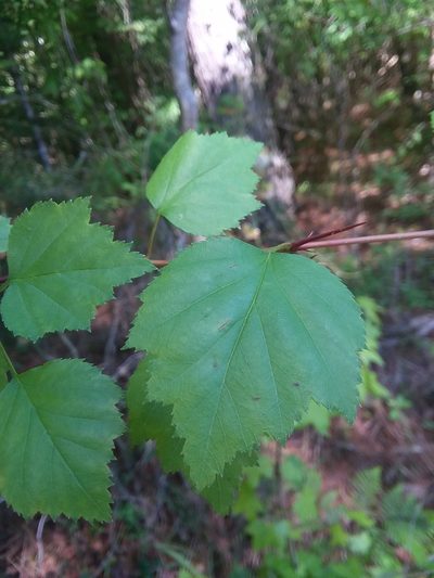 Crataegus gattingeri, photographed by Will McFarland