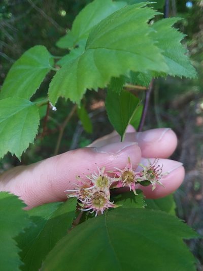 Crataegus gattingeri, photographed by Will McFarland