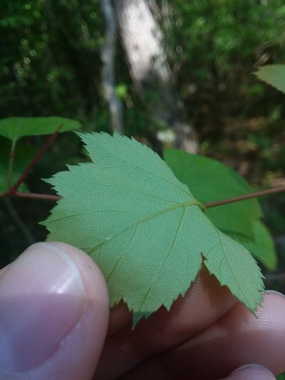 Crataegus gattingeri, photographed by Will McFarland